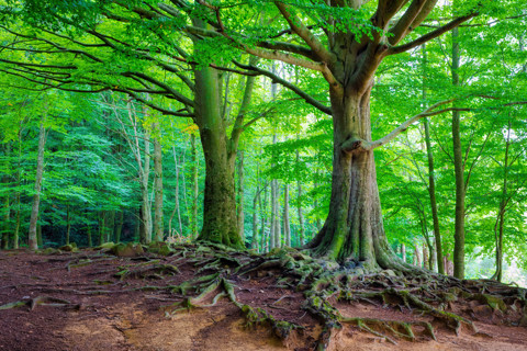 Bosques y arboles
