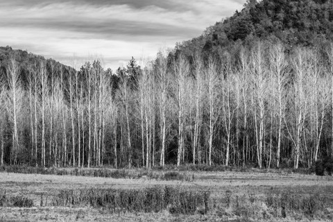Bosques y arboles