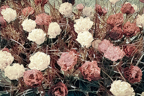 Jardines, plantas y flores