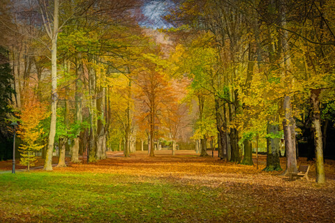 Bosques y arboles