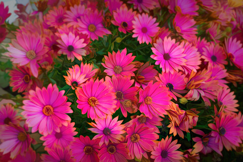 Jardines, plantas y flores